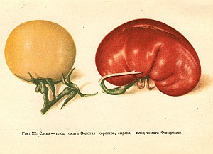 Изображение из книги И. Е. Глущенко «Вегетативная гибридизация растений»