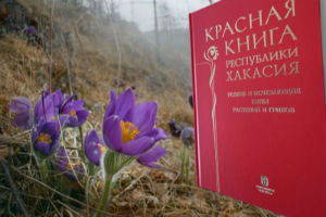 Вышло второе издание Красной книги Хакасии