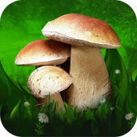 Наши грибы