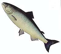 Мультимедийная энциклопедия о жизни лососей будет создана на Сахалине