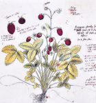 Изображение земляники в «Historia Plantarum»  («История растений»)