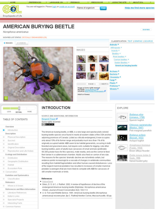 Пример образцовой страницы (exemplar page) «Энциклопедии жизни» — об американском жуке-могильщике Nicrophorus americanus
