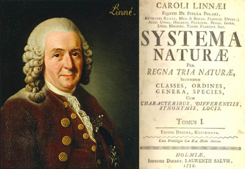 Карл Линней и титульный лист книги «Система природы»