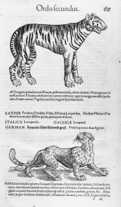 Тигр и леопард. «История о животных» (Historiae animalium) Конрада Геснера (Conrad Gesner). 1560