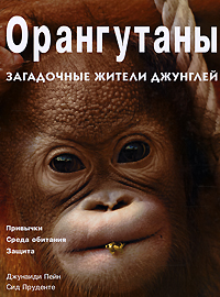 Орангутаны. Загадочные жители джунглей