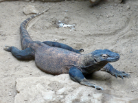 Комодский варан (Varanus komodoensis)