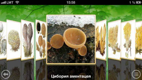 Скриншот приложения «Грибы: Большая энциклопедия»